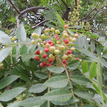 Zanthoxylum piperitum - Japanischer Pfefferstrauch