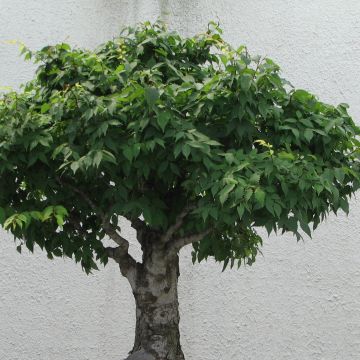 Zelkova serrata Green Vase - Japanische Zelkove