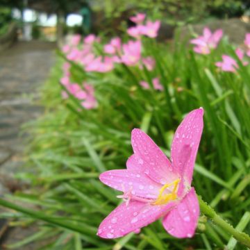 Zephyrantes rosea - Rosa Zephyrblume