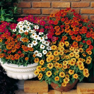 Garten-Zinnie Profusion Double Mix