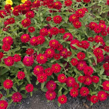 Zinnia Profusion Double Hot Cherry