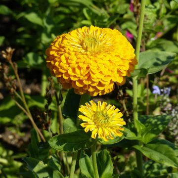 Garten-Zinnie Canary Bird (Samen)