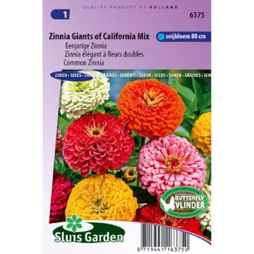 Garten-Zinnie Giant of California Mix (Samen)