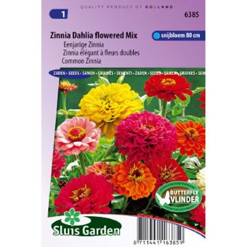 Graines de Zinnia elegans à fleur de Dahlia en mélange