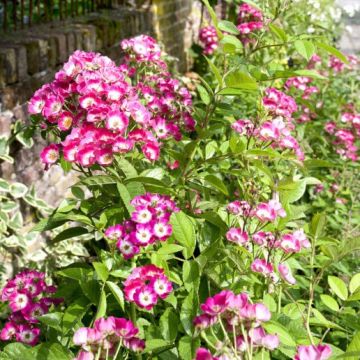 Rosa Rosanatura Bicolore - Parkrose