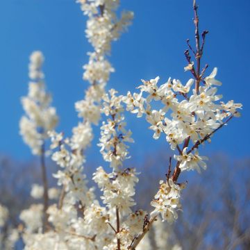 Forsythia blanc de Corée, Abeliophyllum distichum