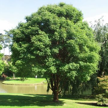 Érable cannelle - Acer griseum