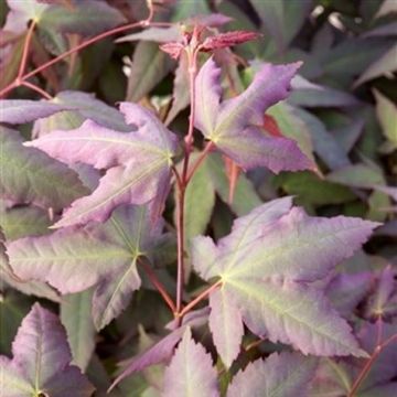 Érable du Japon - Acer palmatum Mystic Jewel