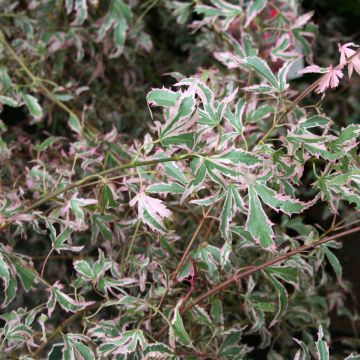 Fächerahorn Marlo - Acer palmatum