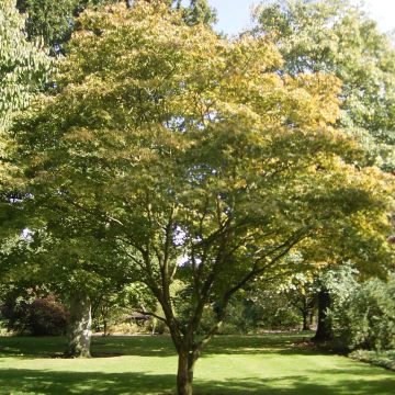 Érable du Japon - Acer palmatum Osakazuki