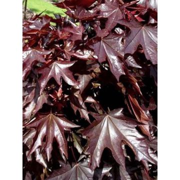 Spitz-Ahorn Crimson Sentry - Acer platanoides