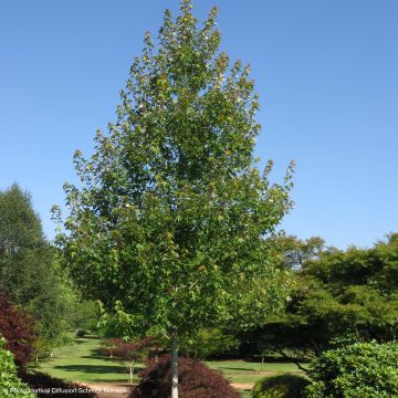 Rot-Ahorn Redpointe - Acer rubrum