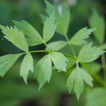 Liebstöckel Bio - Ferme de Sainte Marthe - Levisticum officinalis