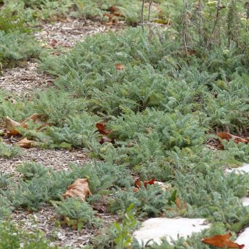 Achillea crithmifolia - Meerfenchelblättrige Schafgarbe