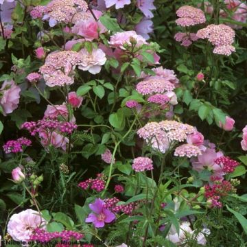 Achillea millefolium Apfelblute - Gemeine Schafgarbe