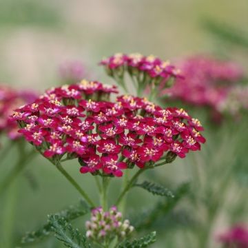 Achillea millefolium Cerise Queen - Gemeine Schafgarbe