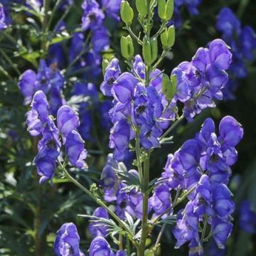 Aconitum cammarum Blue Lagoon - Garten-Eisenhut