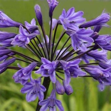 Agapanthus Black Buddhist - Schmucklilie