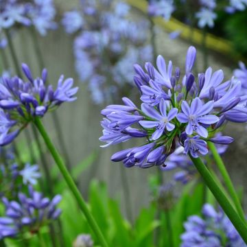 Agapanthus Blue Giant - Schmucklilie