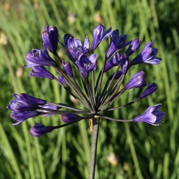 Agapanthus inapertus Intermedius - Schmucklilie