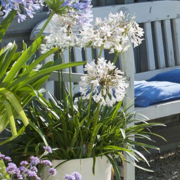 Agapanthus Polar Ice - Schmucklilie