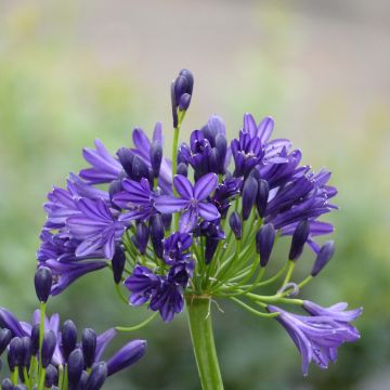 Agapanthus Royal Velvet - Schmucklilie