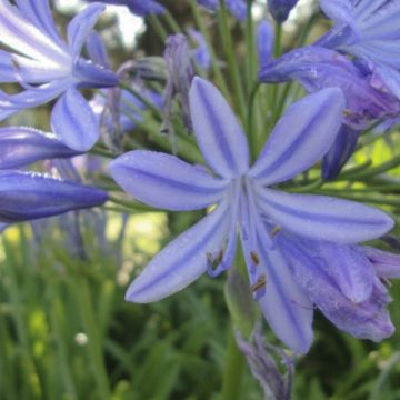 Agapanthus Sunfield - Schmucklilie