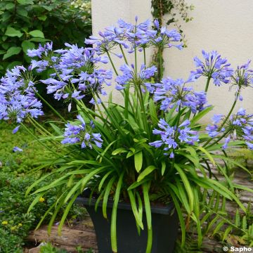 Agapanthus Pitchoune Blue - Schmucklilie