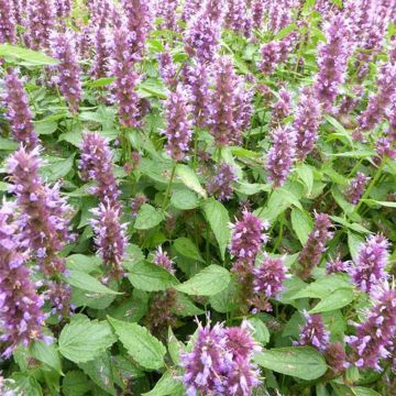 Agastache Beelicious Purple ‘Agapd’ - Duftnessel