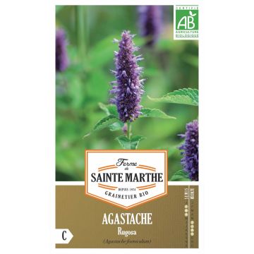 Agastache rugosa - Duftnessel