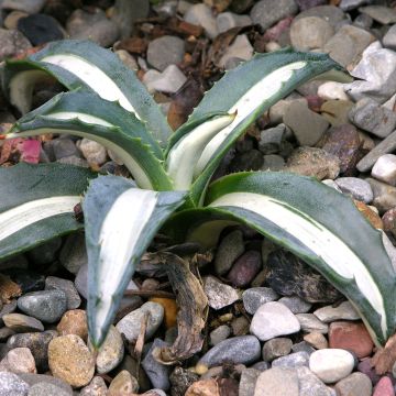 Agave americana mediopicta Alba - Amerikanische Agave