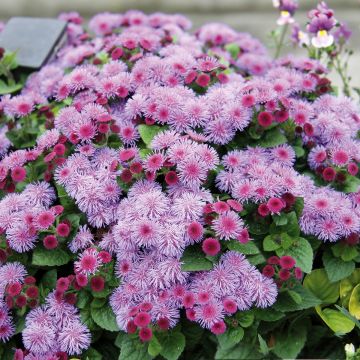 Ageratum Cushion Violet - Leberbalsam