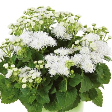 Ageratum Cushion White - Leberbalsam