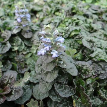 Ajuga pyramidalis Metallica Crispa - Pyramiden-Günsel