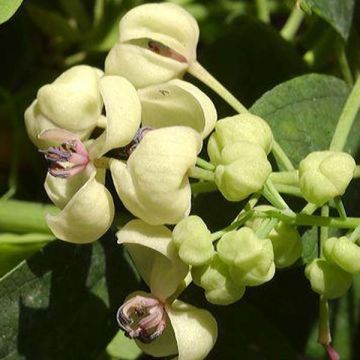 Akebia quinata Akebia Cream Form