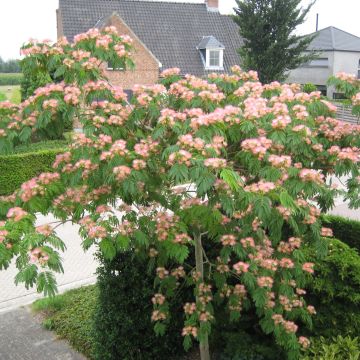 Albizia julibrissin Tropical Dream - Seidenakazie