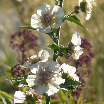 Alcalthaea suffrutescens Parkallee - Halbstrauchige Stockrose