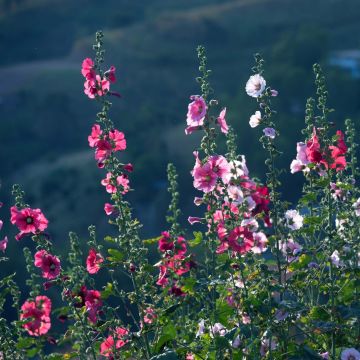 Alcea rosea Simplex - Gewöhnliche Stockrose