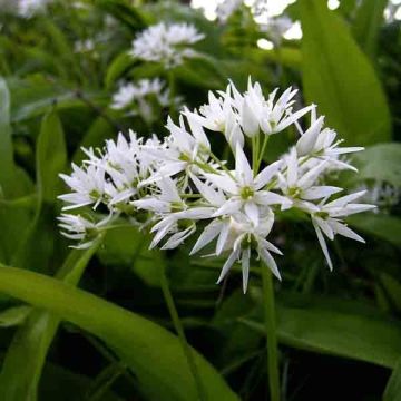 Allium ursinum im Birne - Bärlauch