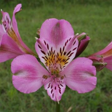 Alstroemeria Duc d'Anjou Charles - Inkalilie