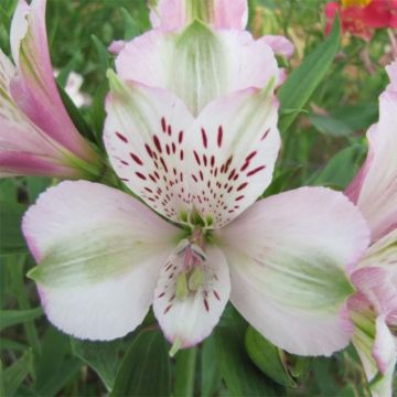 Alstroemeria Duc d'Anjou François - Inkalilie