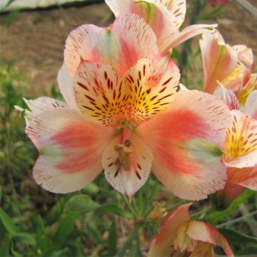 Alstroemeria Duc d'Anjou Jean - Inkalilie