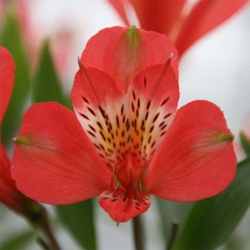 Alstroemeria Duc d'Anjou Louis - Inkalilie