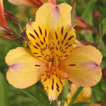 Alstroemeria Duc d'Anjou Nicolas - Inkalilie