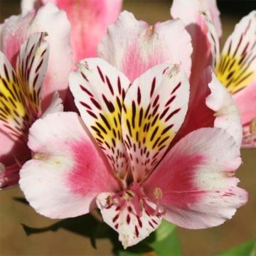 Alstroemeria Duc d'Anjou William - Inkalilie