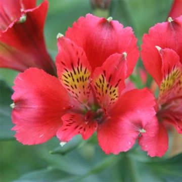 Alstroemeria Duchesses Diane - Inkalilie