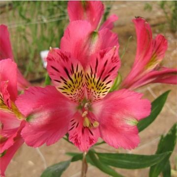 Alstroemeria Duchesses Isabelle - Inkalilie