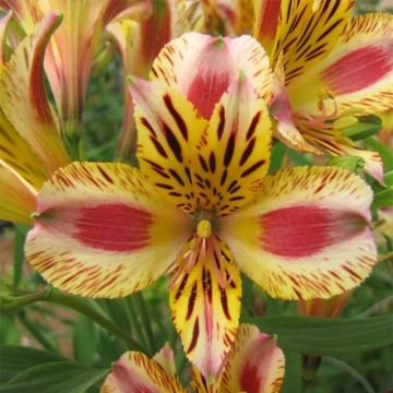 Alstroemeria Duchesses Marguerite - Inkalilie