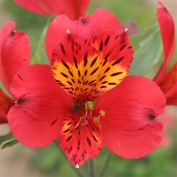 Alstroemeria Majestic Liré - Inkalilie