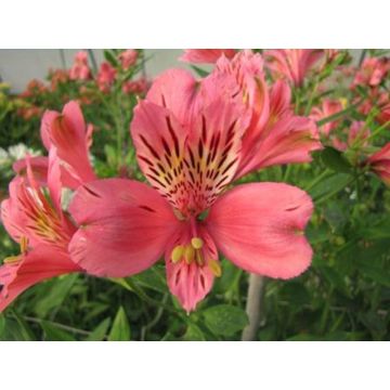 Alstroemeria Majestic Marcé - Inkalilie